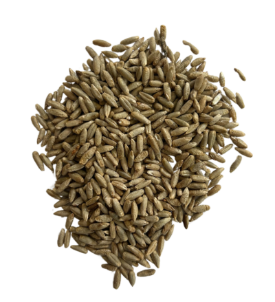 Rye berries