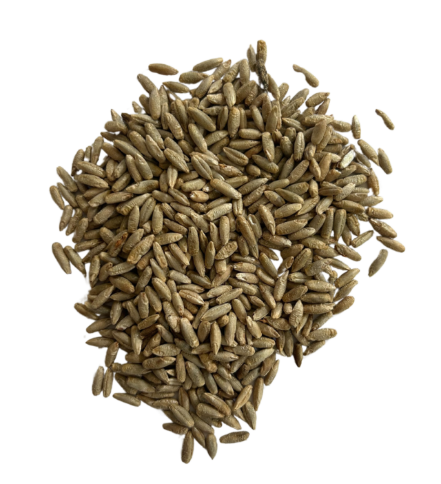 Rye berries