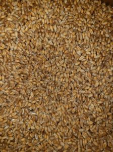 red fife wheat berries