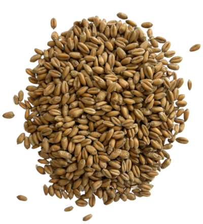 soft red winter wheat