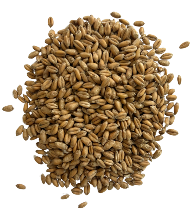 soft red winter wheat