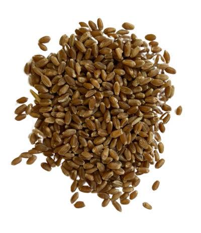 Hard red spring wheat berries