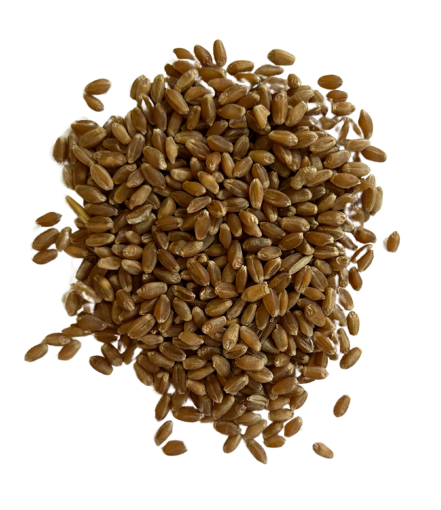 Hard red spring wheat berries