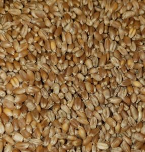 1847 organic grain berries