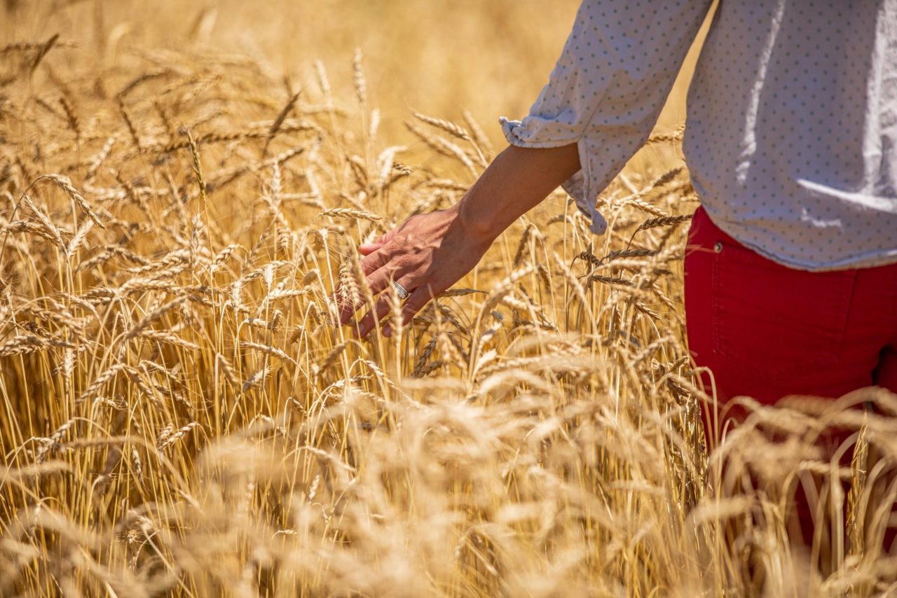 wheat-person-1280x854.jpg