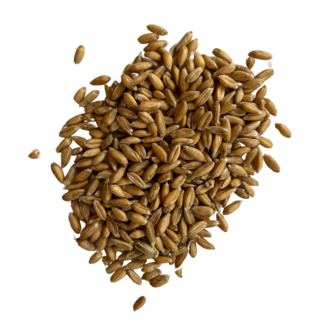 Spelt berries