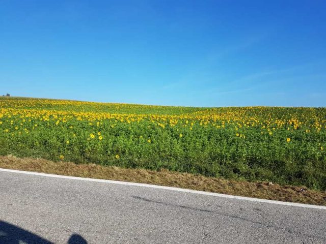 Cover Crops