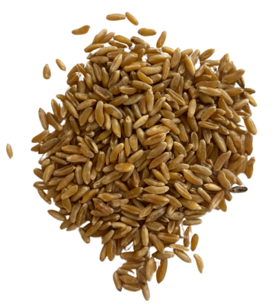 Khorasan berries