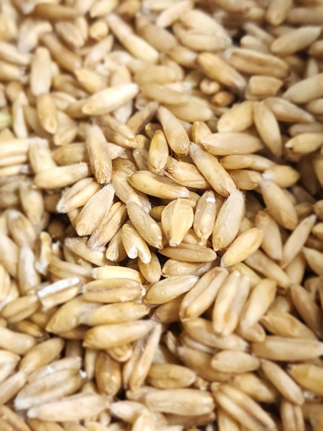 oat groats