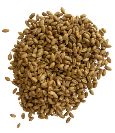 hard white wheat berries