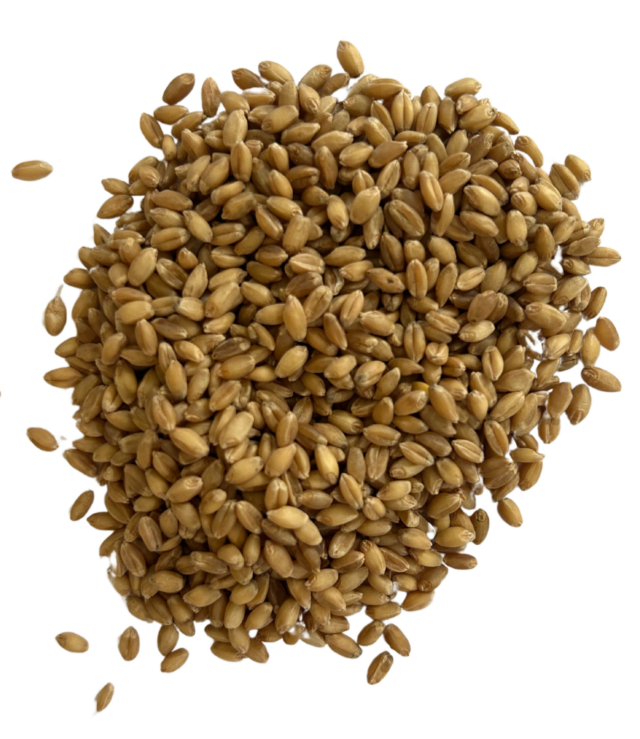hard white wheat berries