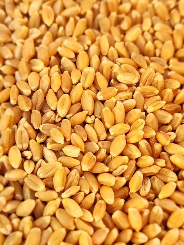 Hard white wheat berries