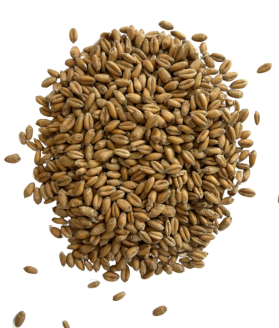 Hard red winter wheat berries