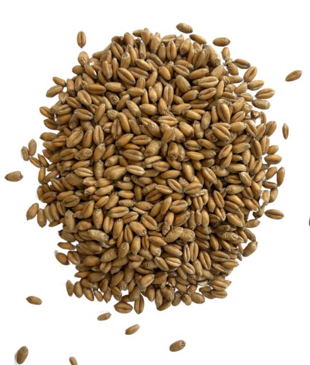 Hard red winter wheat berries