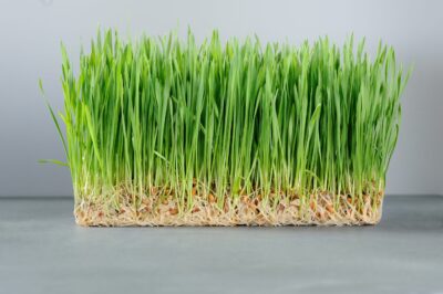 Chicken Fodder