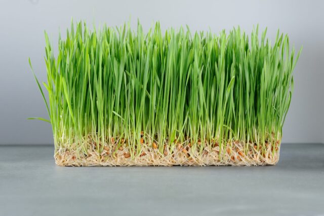 Chicken Fodder